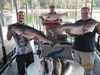 (10/08/2015) - Nice Striped Bass